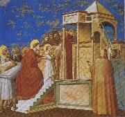 GIOTTO di Bondone Presentation of the Virgin in the Temple china oil painting reproduction